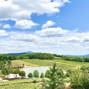 Vineyard Views in the Blue Ridge Mountains