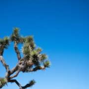 Joshua Tree National Park, California, USA. Nature background with copy space.