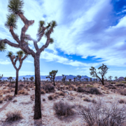 Joshua Tree National Park