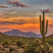 Sonoran Sunset